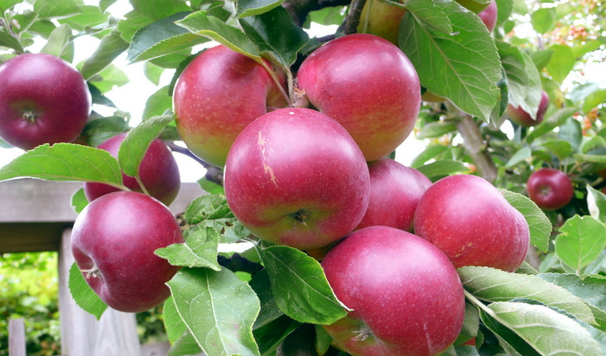 Яблоня: самые лучшие сорта для средней полосы