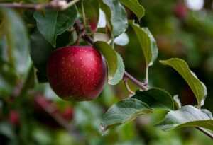 ЯБЛОНЯ - наверное нет человека, который бы не знал о таком дереве и тем более не ел яблок.