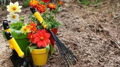 Календарь садово-огородных работ на каждый месяц года: январь-июнь