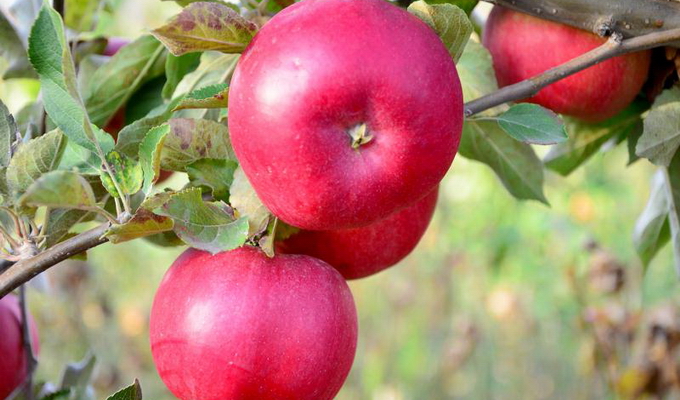 Яблоня: самые лучшие сорта для средней полосы