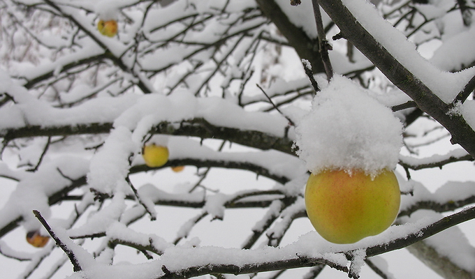 Как подготовить яблони к зиме: действенные способы