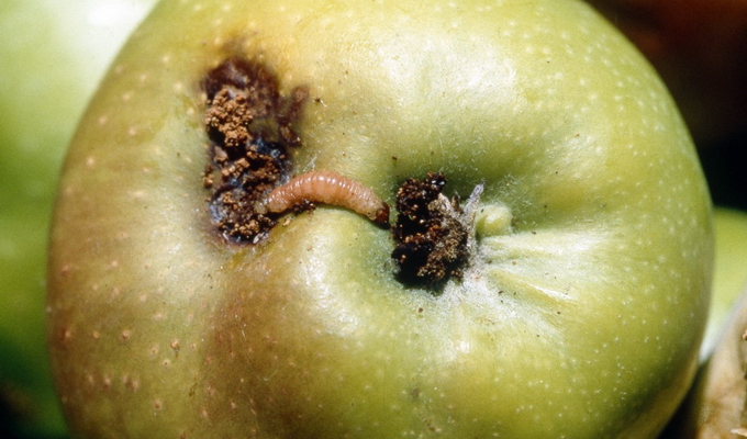 Особенности выращивания яблонь и хранения урожая