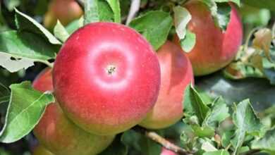 Описание и особенности сортов яблок Анис