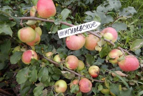 Яблоня сорта Жигулевское считается урожайной, самоопыляющейся
