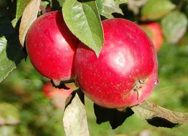 Анис Алый считается самым распространенным видом яблок среди анисовых, да и среди сортов яблок в принципе, хорошо узнается по темно-красным плодам.