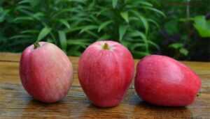 Яблоня сорта Летнее полосатое