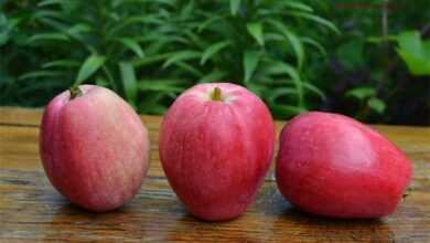 Яблоня сорта Летнее полосатое