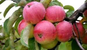 Яблоня сорта Боровинка