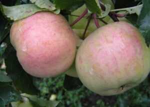Яблоня сорта Болотовское
