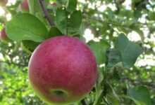 Яблоня сорта Макинтош