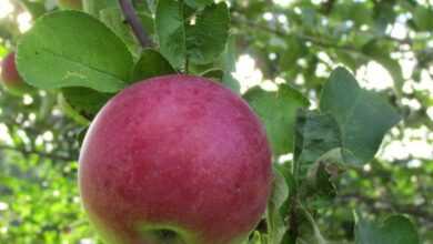 Яблоня сорта Макинтош