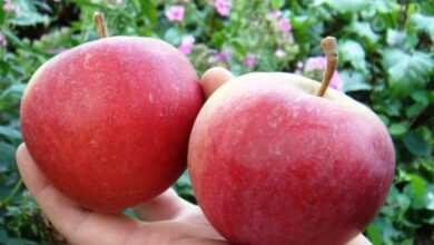 Подробное описание сорта яблок Жигулёвское