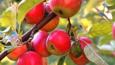 Особенности выращивания яблонь и хранения урожая