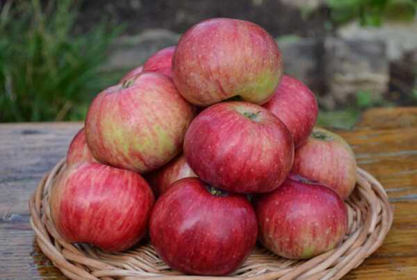 Урожай яблок Анис полосатый