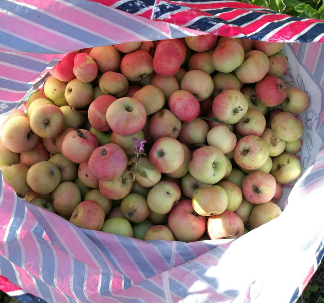 Сорт яблок Анис: собранный урожай