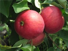 Жигулевское яблоки