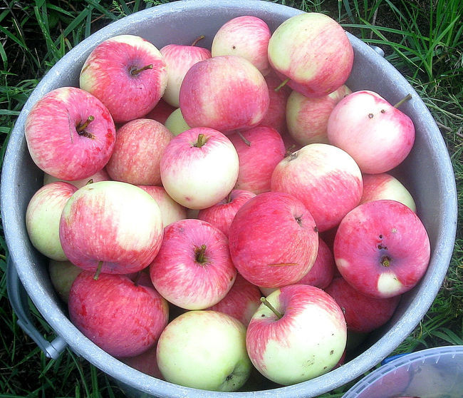 Мельба – сорт яблок: Хранение урожая