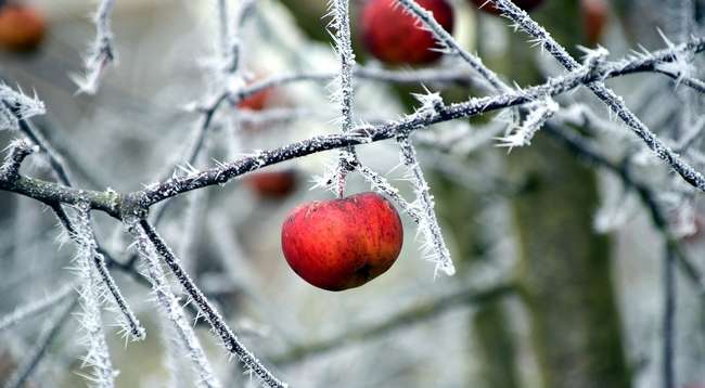 Яблоки на дереве зимой