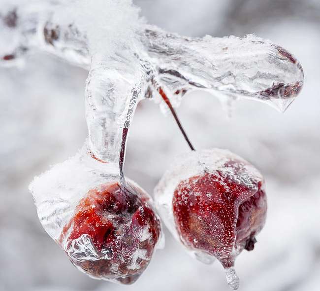 Лед на ветках яблони – Уход за яблонями зимой
