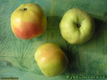 Куйбышевское яблоки