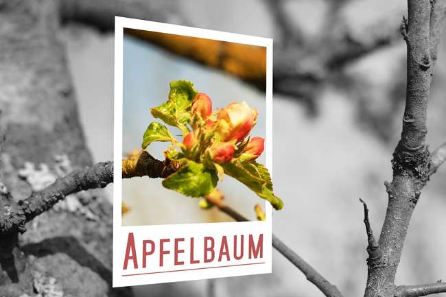 Почему яблоня Штрейфлинг не цветет