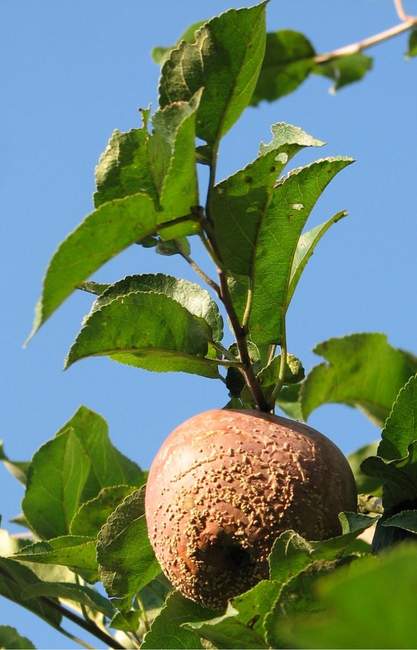 Яблоко зараженное плодовой гнилью