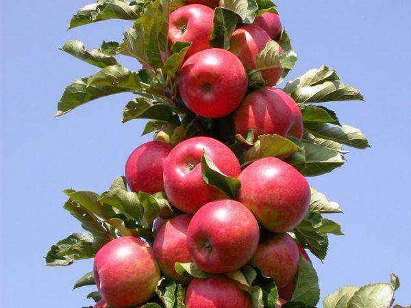 Колоновидная яблоня - Останкино