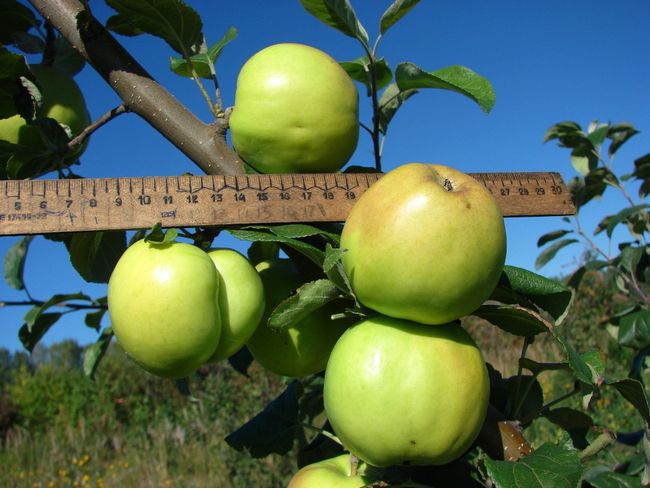 Плоды сорта яблони Чудное