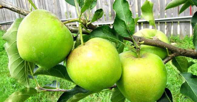 Урожайность яблони сорта Чудное