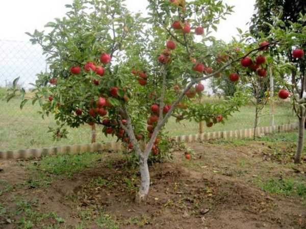 описание яблони сорта Анис