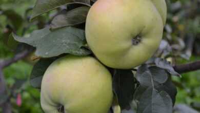 Куйбышевское фото яблок