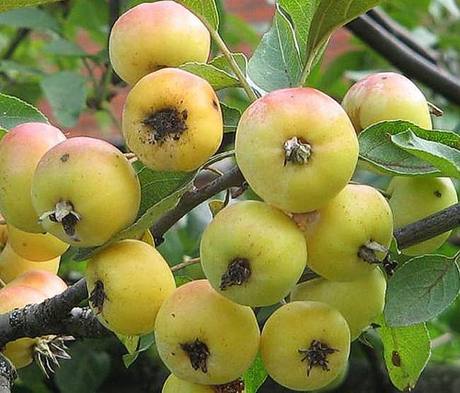 Плодоношение яблонь