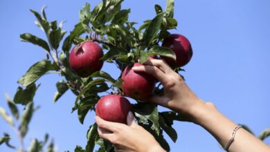 Лучшие сорта яблонь для выращивания в Вологодской области