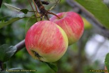Коричное Полосатое яблоки