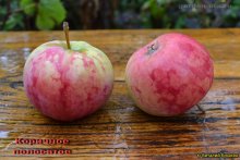 Коричное Полосатое фото плодов