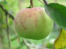 Коричное Полосатое яблоко фото
