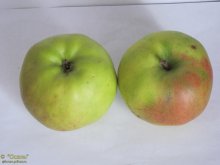Дыямент яблоки