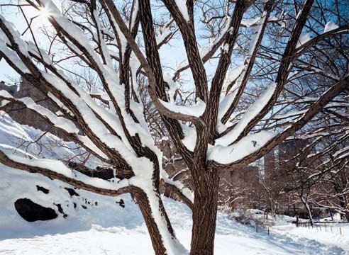 обрезка деревьев на зиму