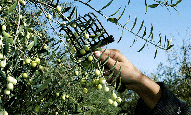 как вырастить оливки в россии