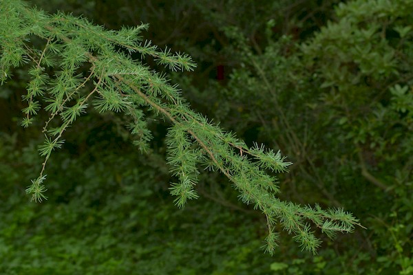 Лиственница Гмелина (Larix gmelinii) или лиственница даурская (Larix dahurica)