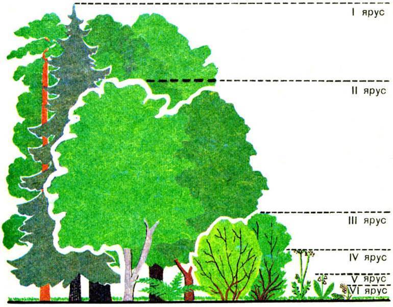 Лиственница: как выглядит и где растет дерево, описание, свойства и преимущества древесины, интересные факты