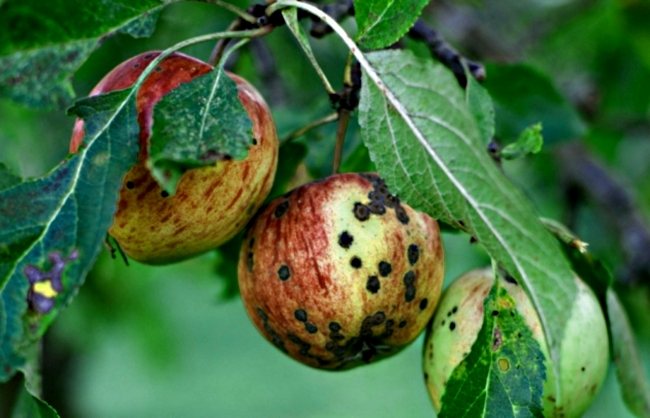 Черные пятна на яблоках: признаки, причины появления и способы лечения