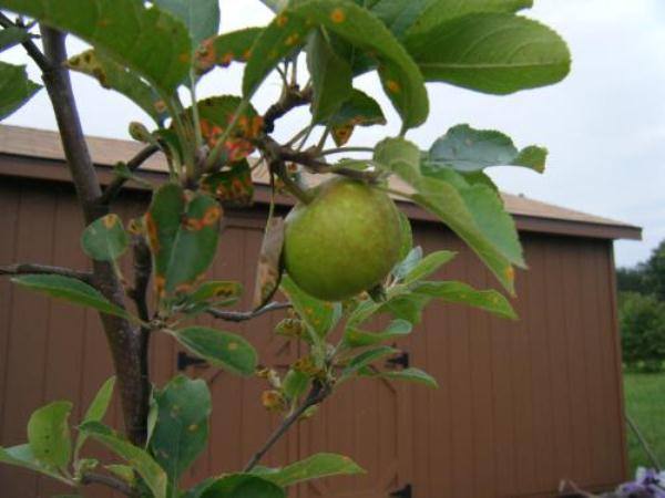 Черные пятна на яблоках: признаки, причины появления и способы лечения