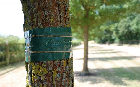 Ловчий пояс от муравьев и других насекомых: защищаем садовые деревья от вредителей