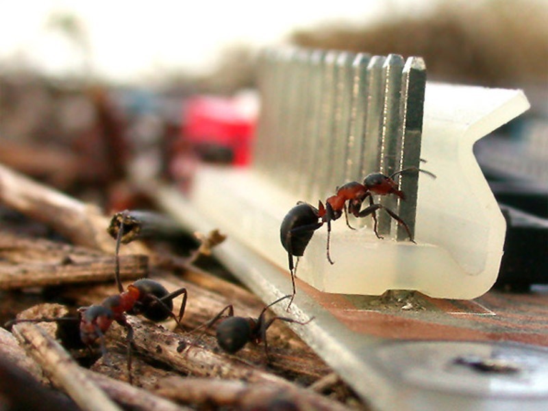 Что делать, если на пионы напали муравьи, как с ними бороться?