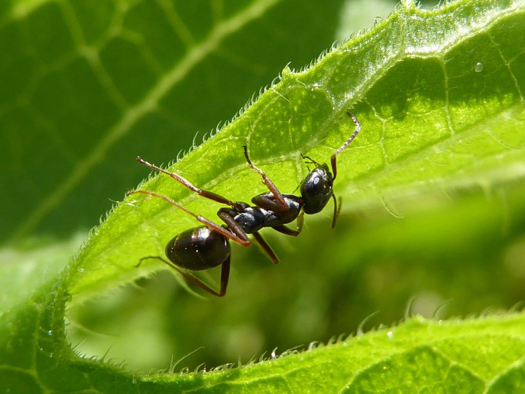 Как избавиться от муравьев на плодовых деревьях