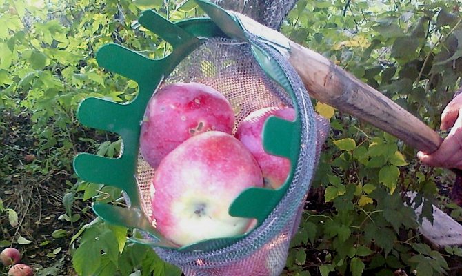 Приспособление для снятия яблок с дерева