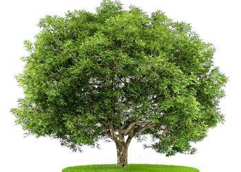 Лиственница: как выглядит и где растет дерево, описание, свойства и преимущества древесины, интересные факты